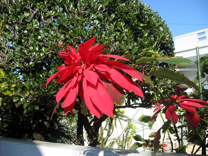 Poinsettias in the garden at Junko's home