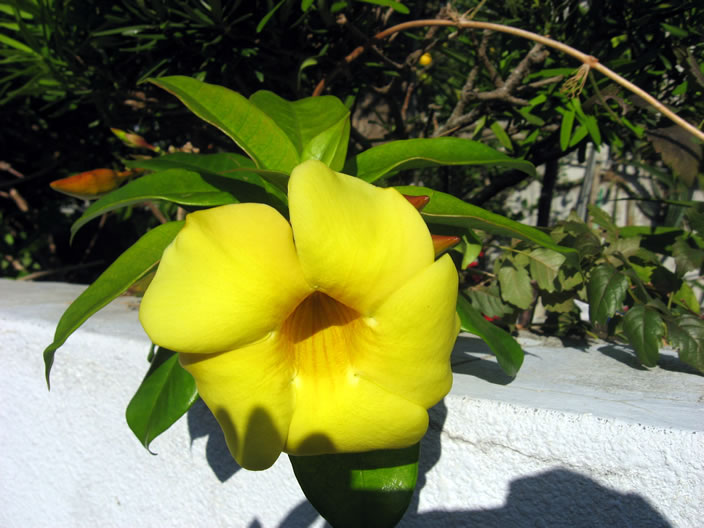 Flowers in the garden at Junko's home