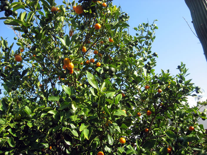 Oranges growing in Junko's garden