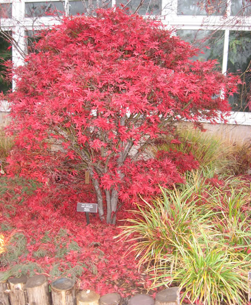 Kiku Festival, Bronx Botanic Garden, NY, November 2008